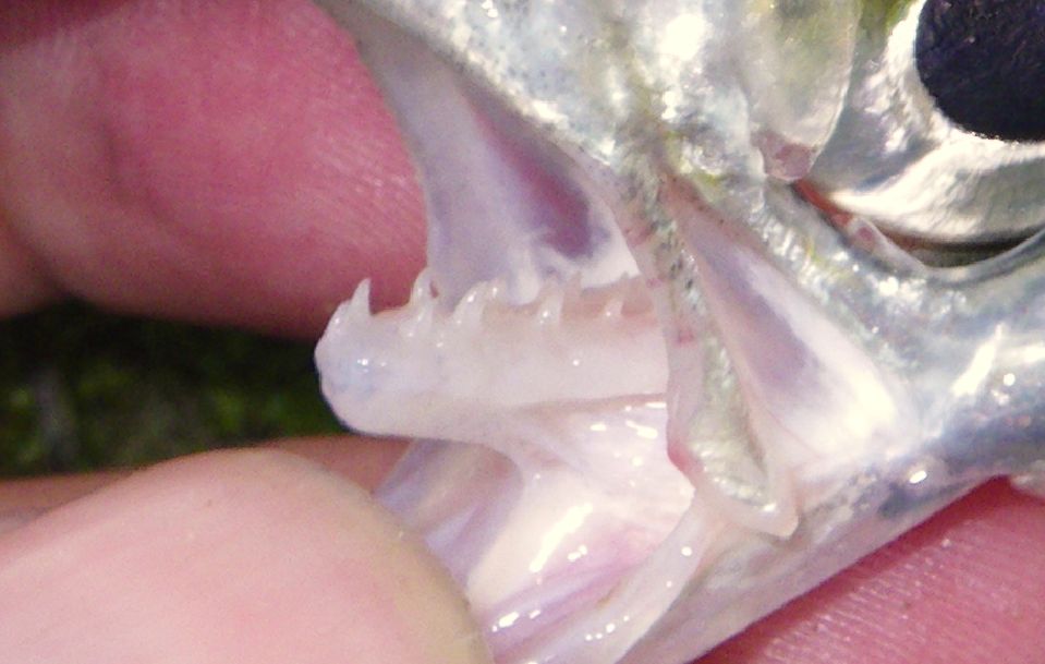 Mooneye fishingwithpole